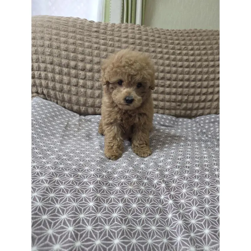 販売中の埼玉県のタイニープードル-451628の9枚目