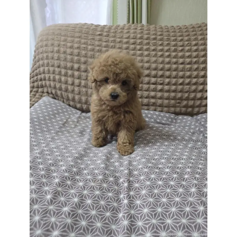 販売中の埼玉県のタイニープードル-451628の8枚目