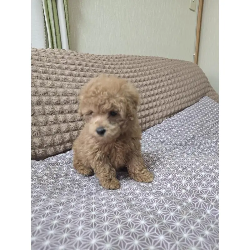 販売中の埼玉県のタイニープードル-451628の6枚目