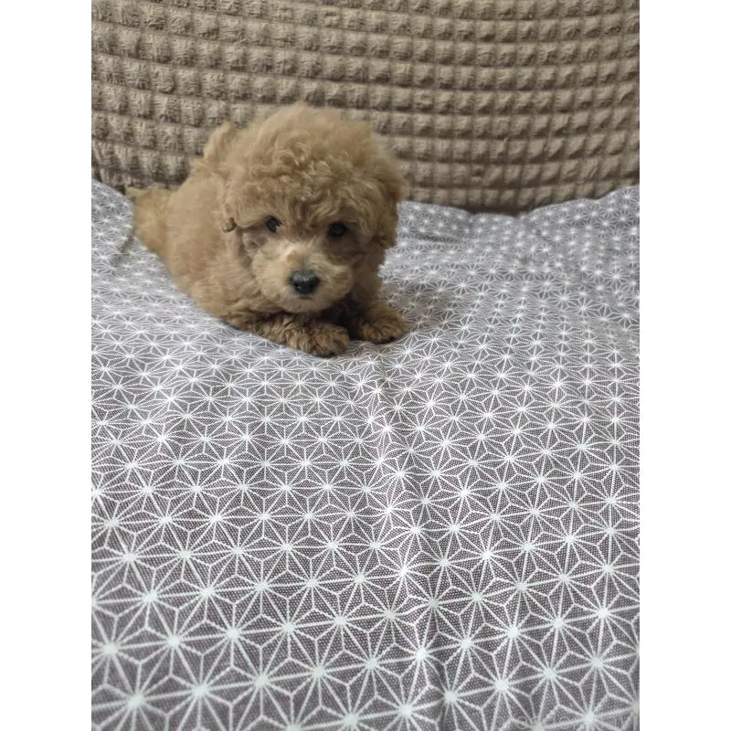 販売中の埼玉県のタイニープードル-451628の5枚目