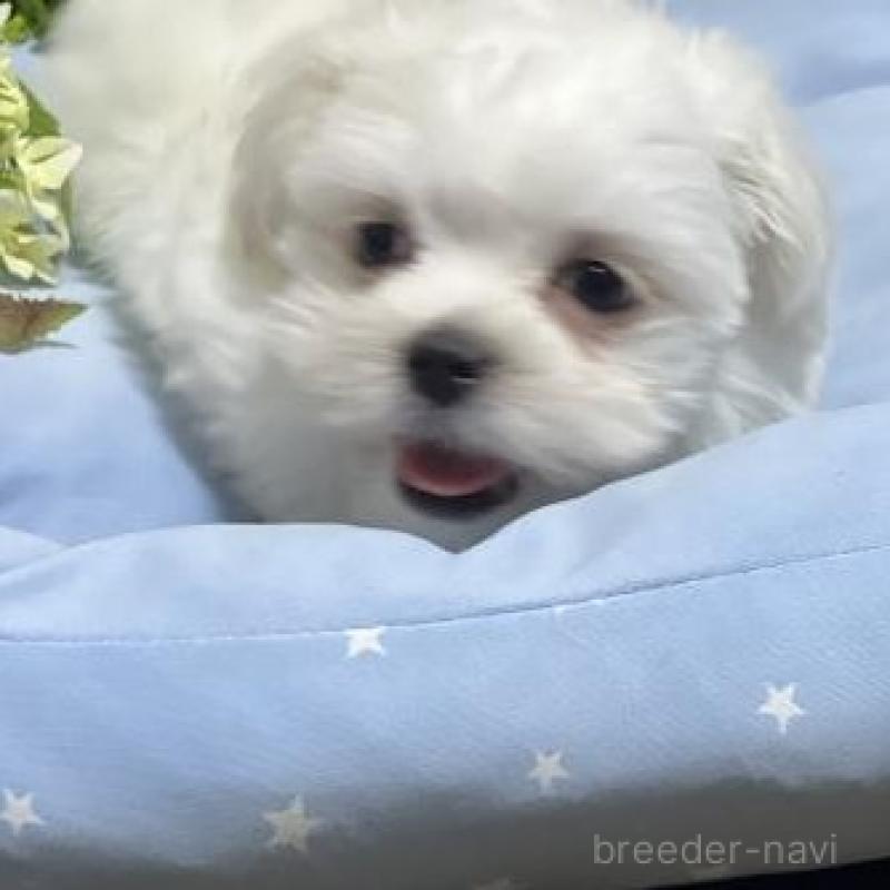 販売中の栃木県のマルプー:マルチーズ×トイプードル-451629の3枚目