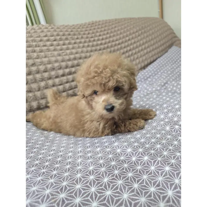 販売中の埼玉県のタイニープードル-451628の4枚目