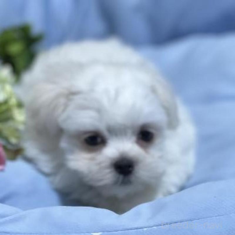 販売中の栃木県のマルプー:マルチーズ×トイプードル-451629の2枚目