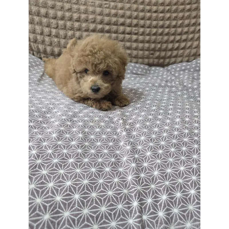 販売中の埼玉県のタイニープードル-451628の3枚目
