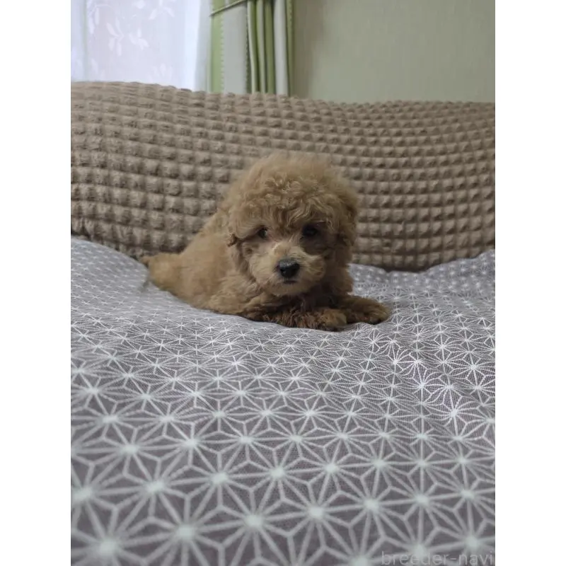 販売中の埼玉県のタイニープードル-451628の2枚目