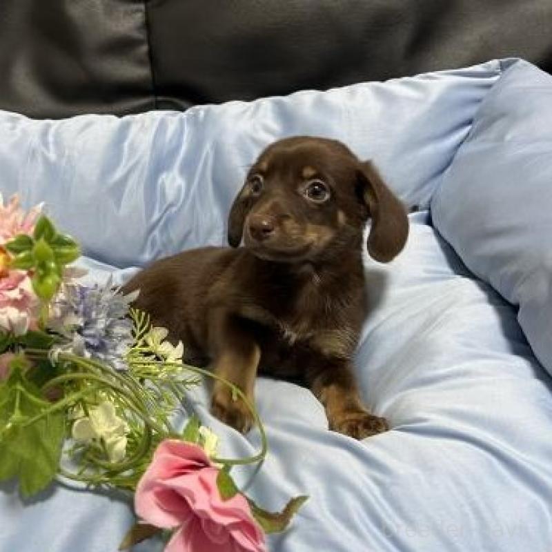 販売中の栃木県のミックス犬-451631の4枚目