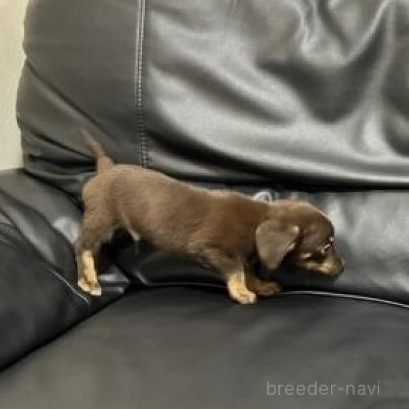 販売中の栃木県のミックス犬-451631の3枚目