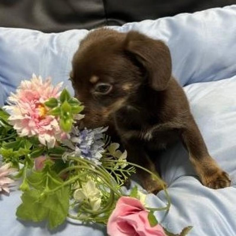 販売中の栃木県のミックス犬-451631の2枚目