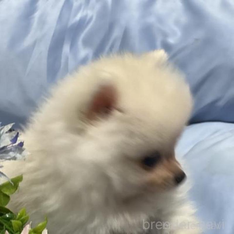 販売中の栃木県のポメラニアン-451632の3枚目