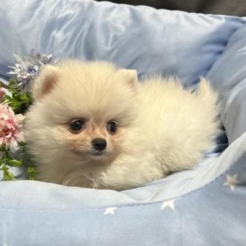 販売中の栃木県のポメラニアン-451632の2枚目