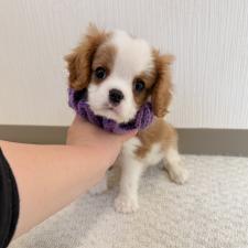 ♀︎キャバリアキングチャールズスパニエル