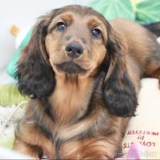 ♀︎スタンダードダックスフンド