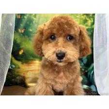 ♀︎トイプードル