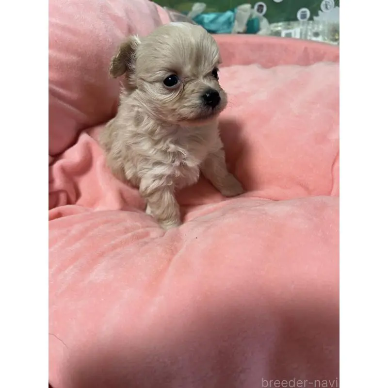 販売中の埼玉県のミックス犬-451634の5枚目