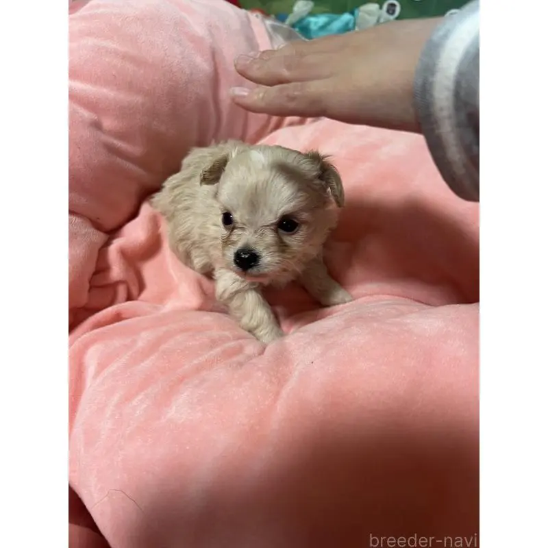 販売中の埼玉県のミックス犬-451634の4枚目