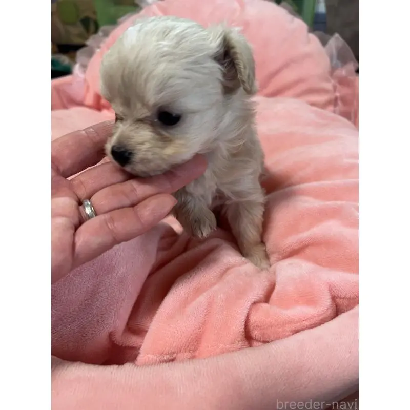 販売中の埼玉県のミックス犬-451634の3枚目