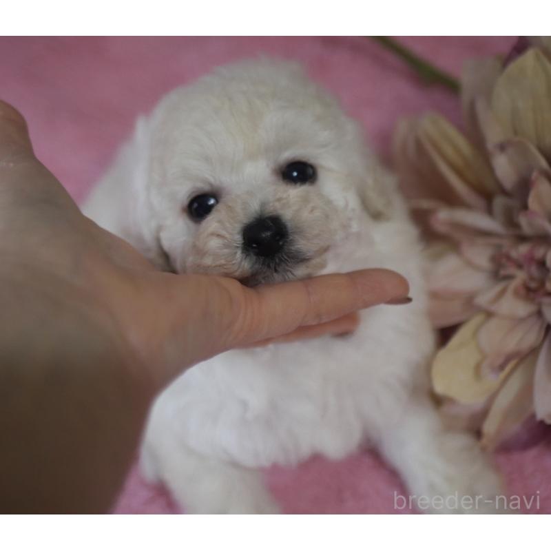 販売中の香川県のタイニープードル-451633の7枚目