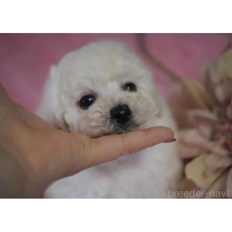 販売中の香川県のタイニープードル-451633の5枚目