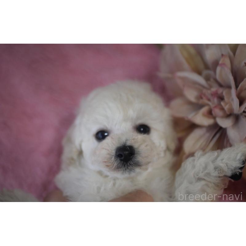 販売中の香川県のタイニープードル-451633の4枚目
