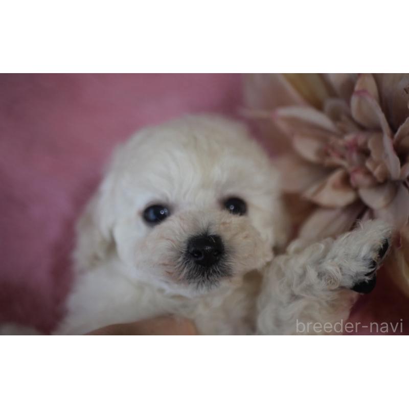 販売中の香川県のタイニープードル-451633の3枚目
