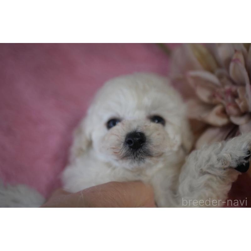 販売中の香川県のタイニープードル-451633の2枚目