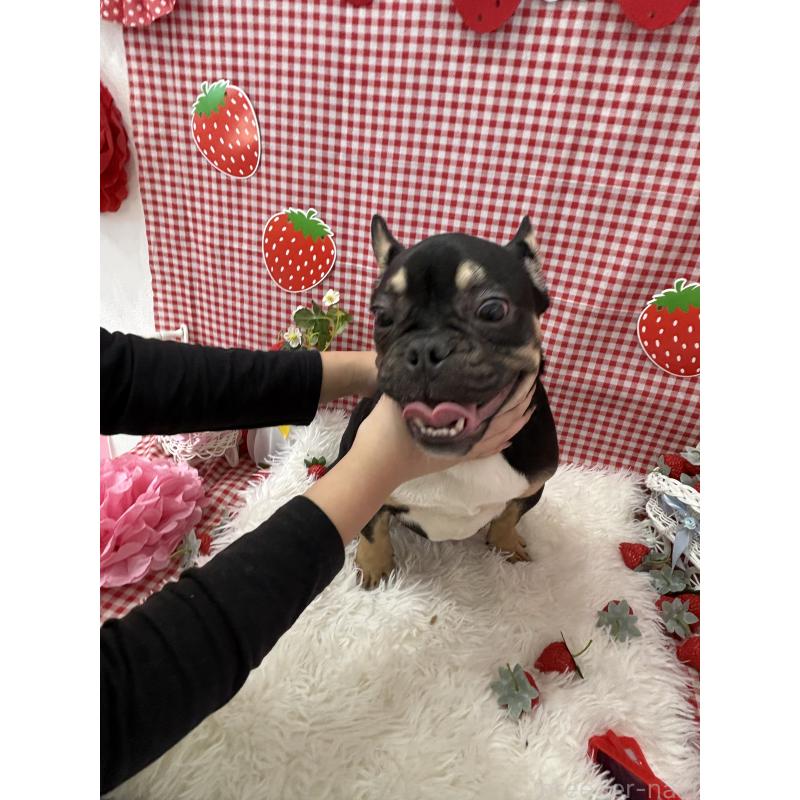 成約済の千葉県のフレンチブルドッグ-427809の2枚目