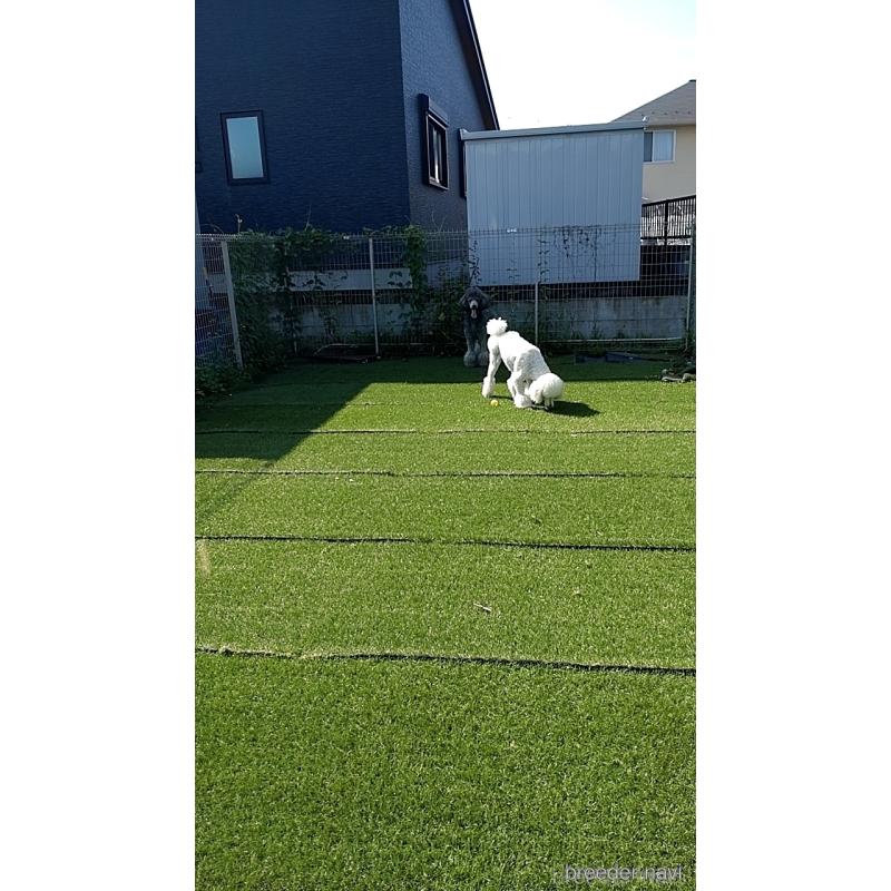 犬舎紹介の群馬県の犬舎紹介-4588の2枚目