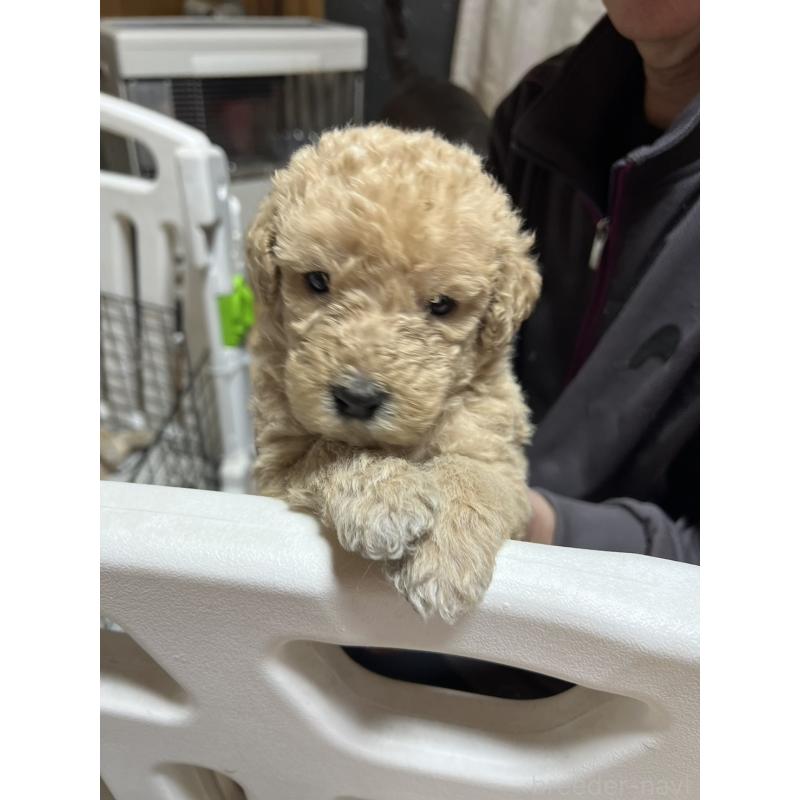 販売中の北海道のラブラドゥードル:ラブラドールレトリーバー×プードル-450372