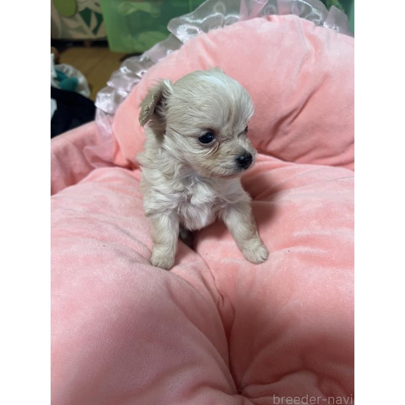 販売中の埼玉県のミックス犬-451635の6枚目