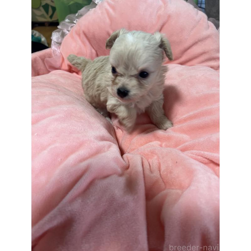 販売中の埼玉県のミックス犬-451635の5枚目