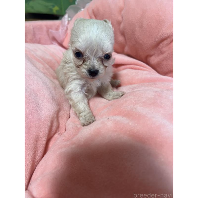 販売中の埼玉県のミックス犬-451635の4枚目