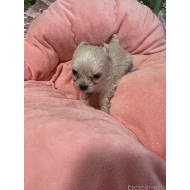 販売中の埼玉県のミックス犬-451635の3枚目