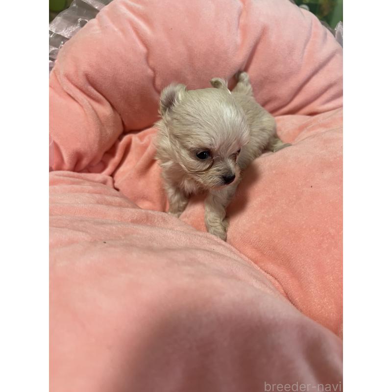 販売中の埼玉県のミックス犬-451635の2枚目