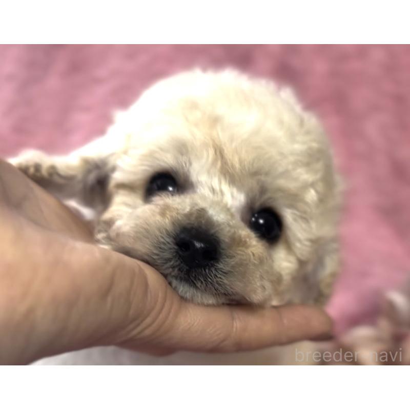 犬舎紹介の香川県の犬舎紹介-1847の4枚目