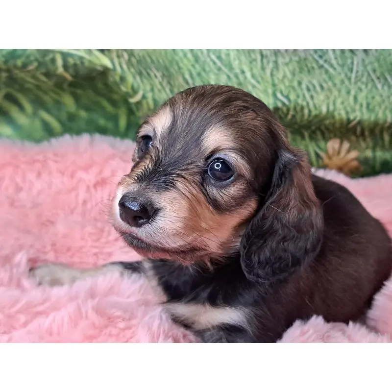 販売中の愛知県のミニチュアダックスフンド(ロングヘアード)-451636の5枚目
