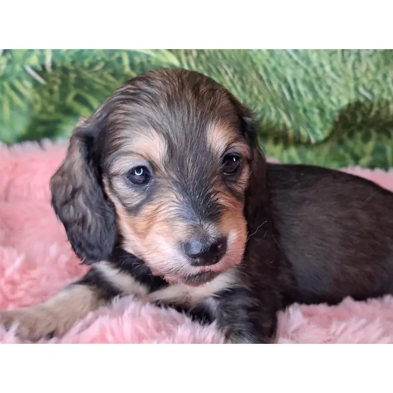 販売中の愛知県のミニチュアダックスフンド(ロングヘアード)-451636の4枚目