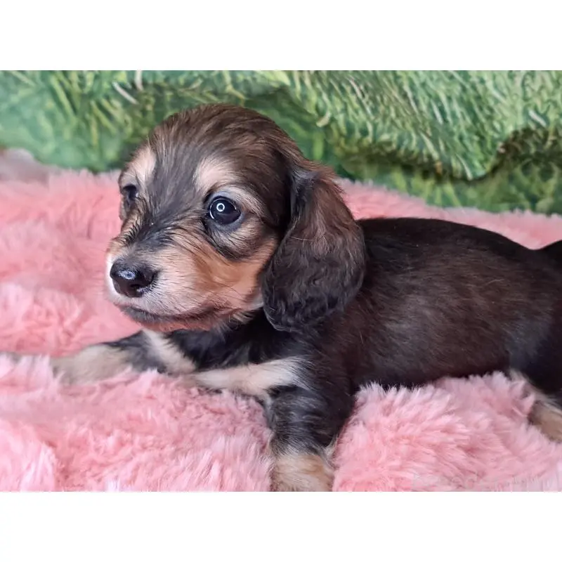 販売中の愛知県のミニチュアダックスフンド(ロングヘアード)-451636の3枚目