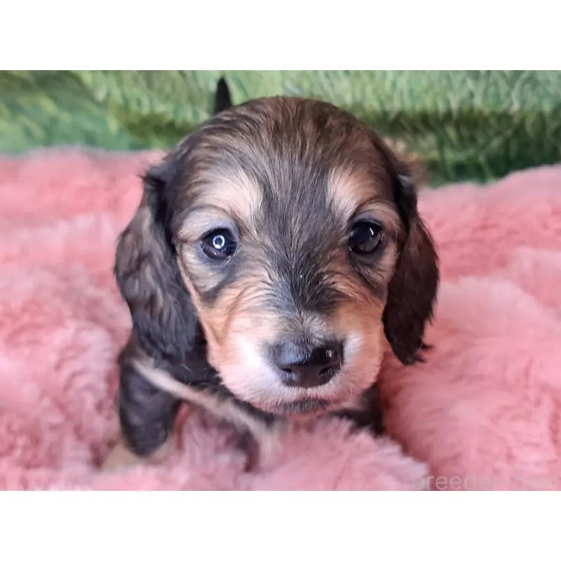 販売中の愛知県のミニチュアダックスフンド(ロングヘアード)-451636の2枚目