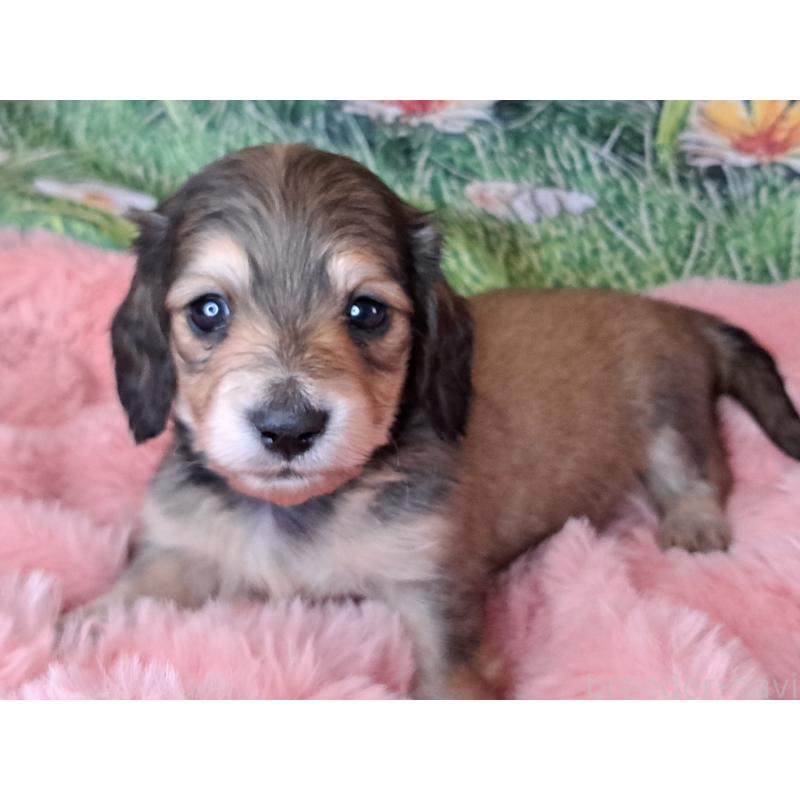 販売中の愛知県のミニチュアダックスフンド(ロングヘアード)-451637