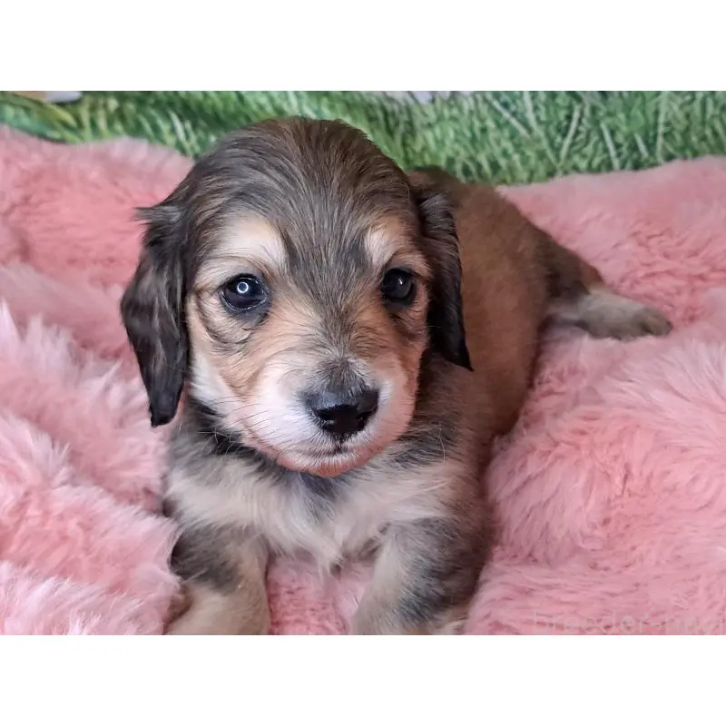 販売中の愛知県のミニチュアダックスフンド(ロングヘアード)-451637の5枚目