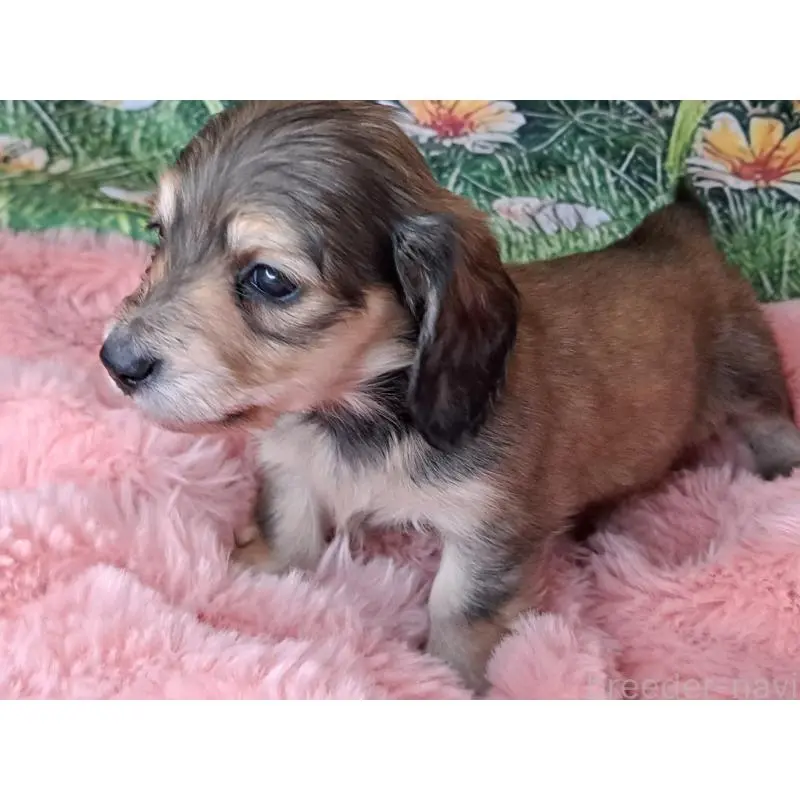 販売中の愛知県のミニチュアダックスフンド(ロングヘアード)-451637の4枚目