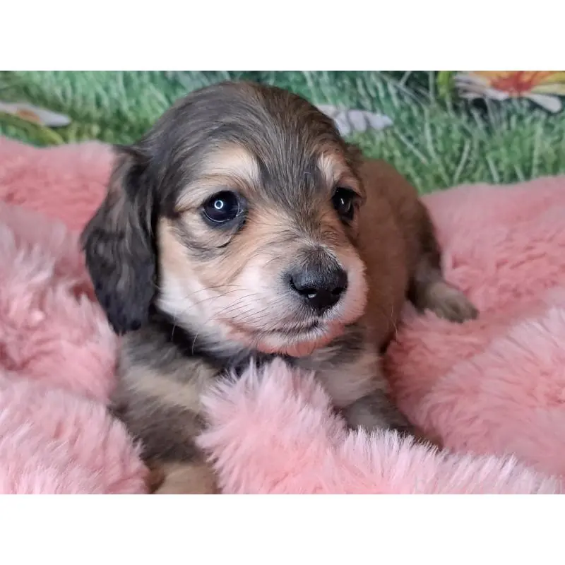 販売中の愛知県のミニチュアダックスフンド(ロングヘアード)-451637の3枚目