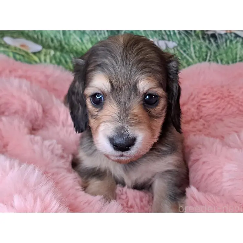 販売中の愛知県のミニチュアダックスフンド(ロングヘアード)-451637の2枚目