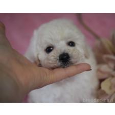 ♀︎タイニープードル