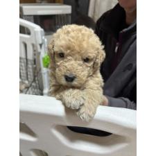 ♀︎ラブラドゥードル:ラブラドールレトリーバー×プードル