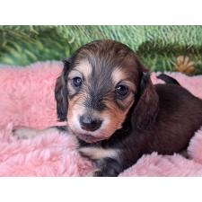 ♀︎ミニチュアダックスフンド(ロングヘアード)