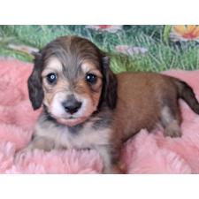 ♀︎ミニチュアダックスフンド(ロングヘアード)