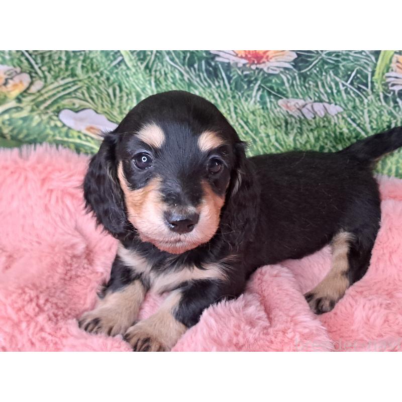 販売中の愛知県のミニチュアダックスフンド(ロングヘアード)-451638