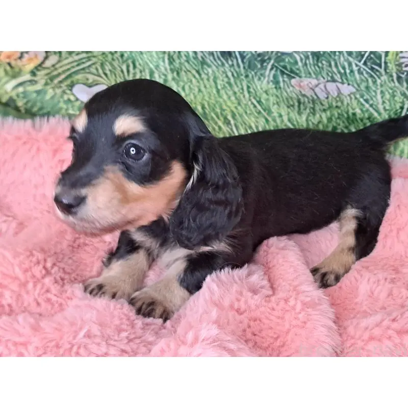 販売中の愛知県のミニチュアダックスフンド(ロングヘアード)-451638の5枚目