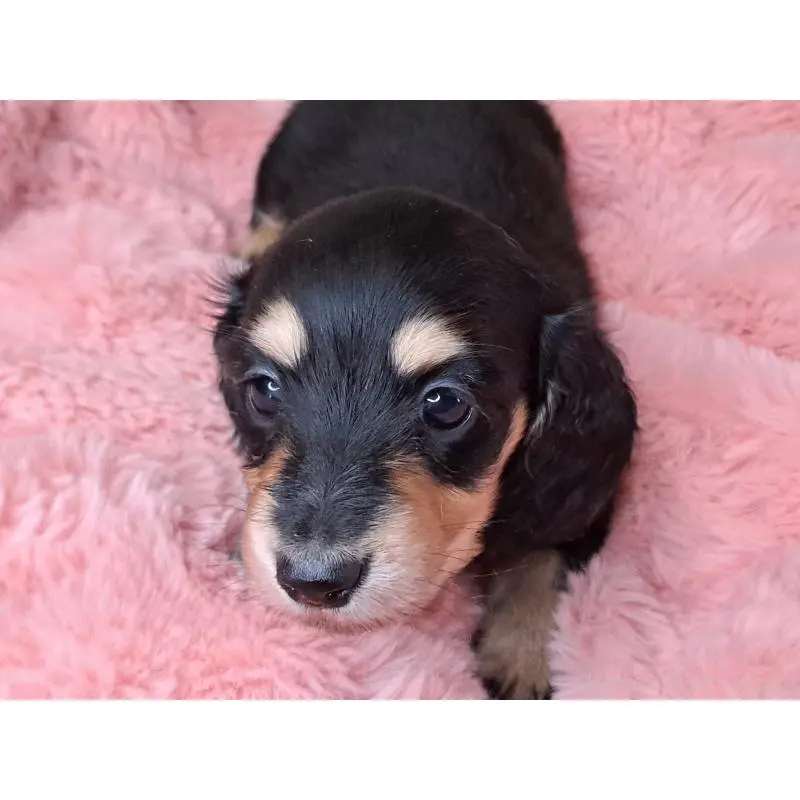 販売中の愛知県のミニチュアダックスフンド(ロングヘアード)-451638の4枚目